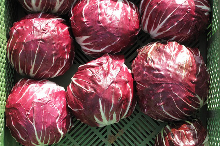 Radicchio