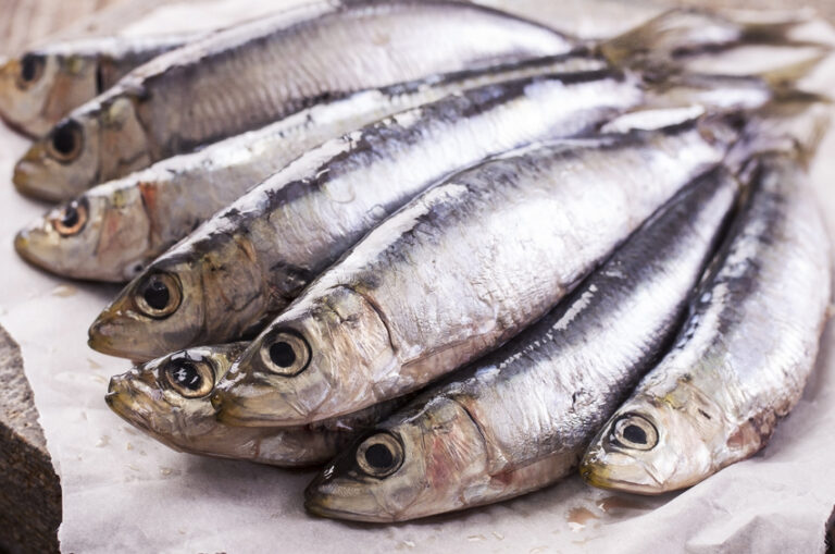 Little Fish: Sardines vs Anchovies