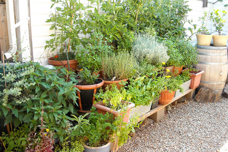 Kräuter im Garten als Schutz vor Mücken