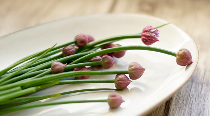 Schnittlauch Blüten - Blumen zum Essen