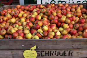 Cox Orange Pippin Apfelsorte im Alten Land Hamburg