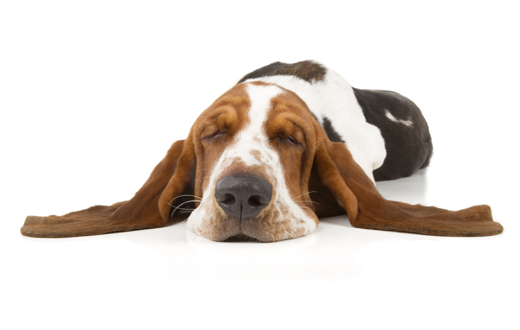 Tipps gegen Nachmittagsmüdigkeit: schlafender Basset Hund