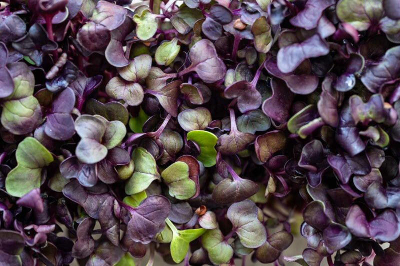 Antioxidantien in der Ernährung: Microgreens